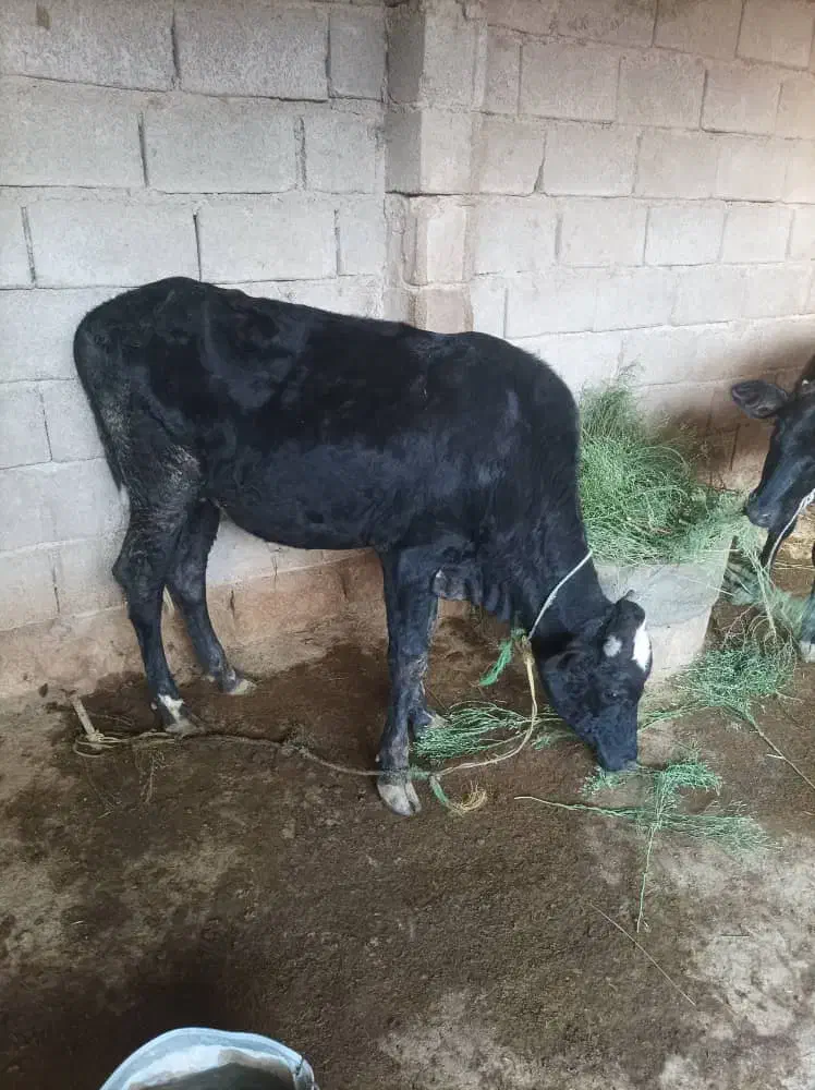 گوساله برای فروش دارم|حیوانات مزرعه|چمران, |دیوار