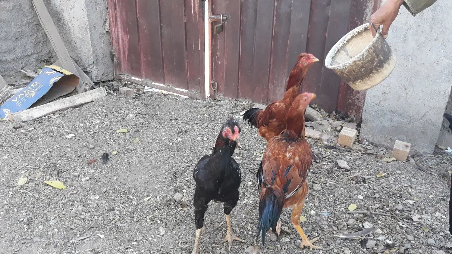 سه عدد جوجه خروس اعلا بسیار شاد|حیوانات مزرعه|مشهد, شهرک مهر آباد|دیوار