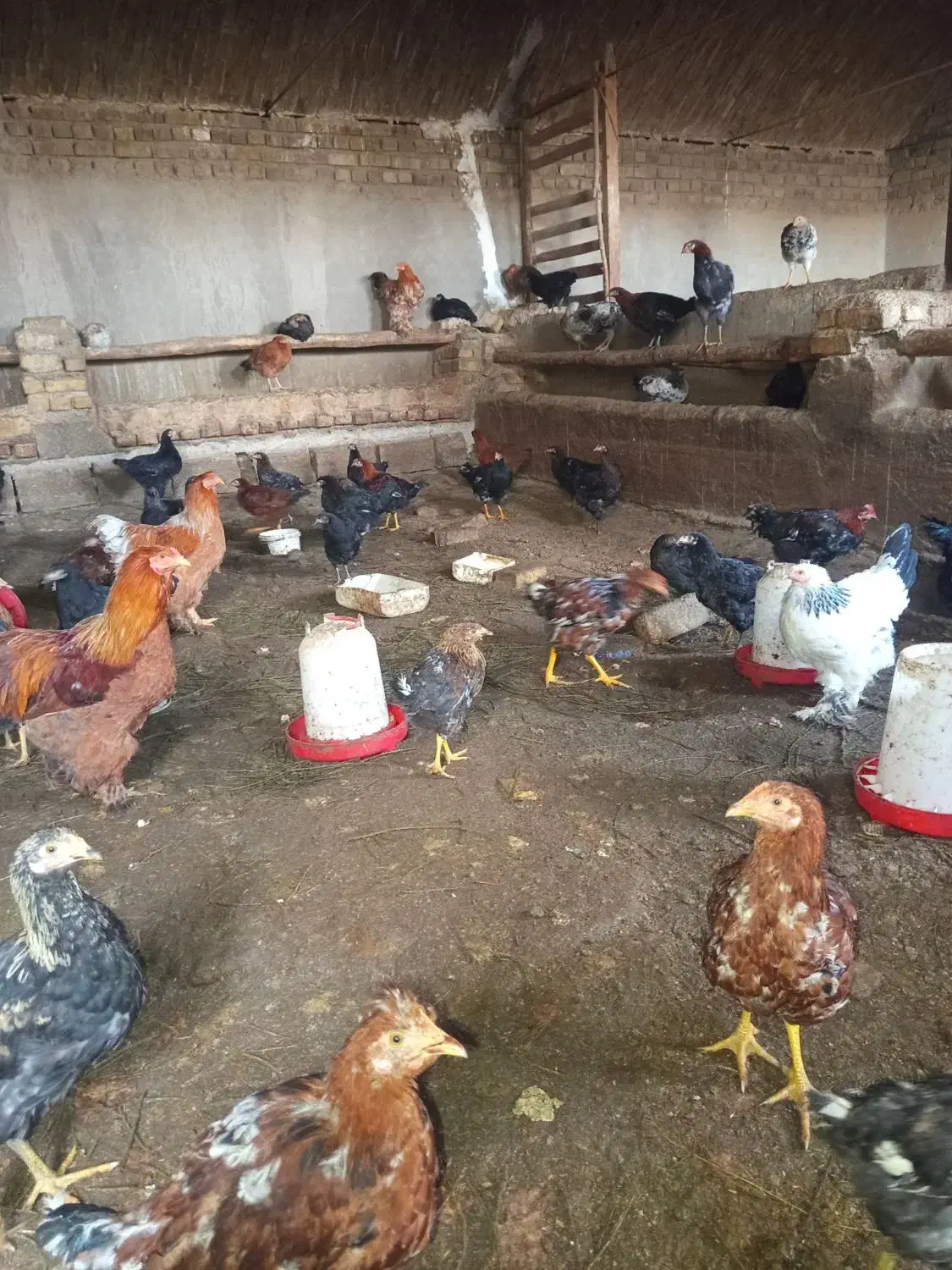 جوجه گلین|حیوانات مزرعه|شاهنجرین, |دیوار