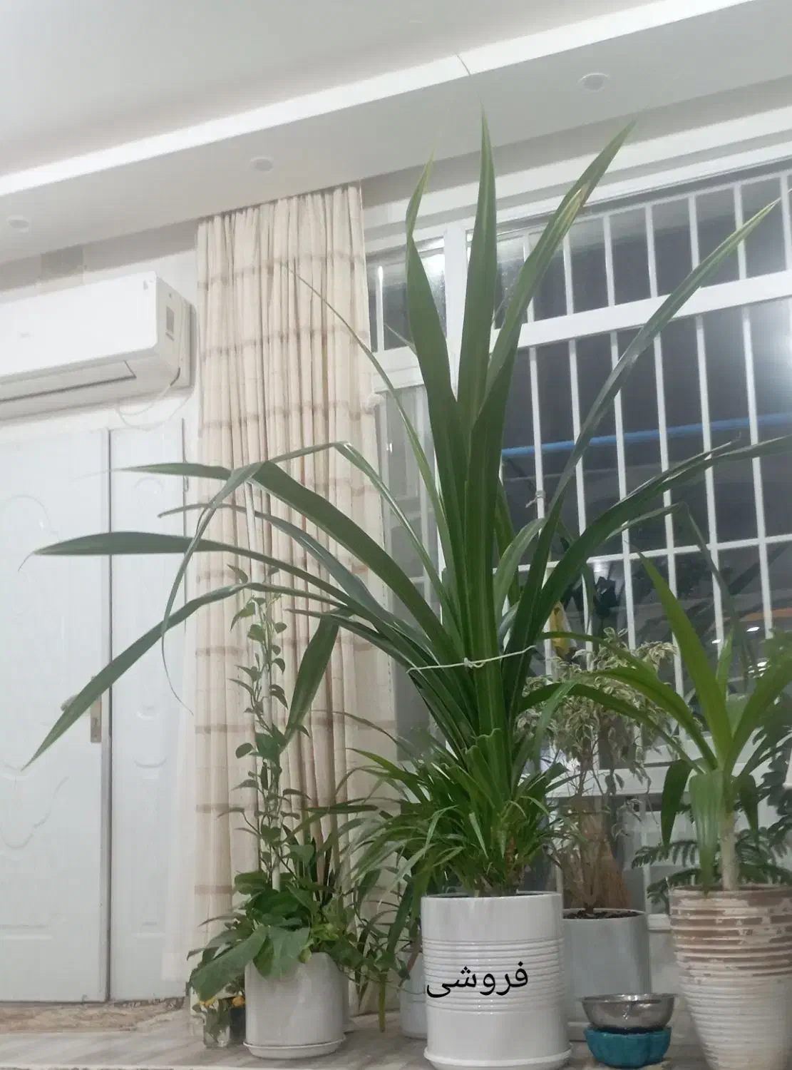 گل وگلدان|گل و گیاه طبیعی|خواف, |دیوار