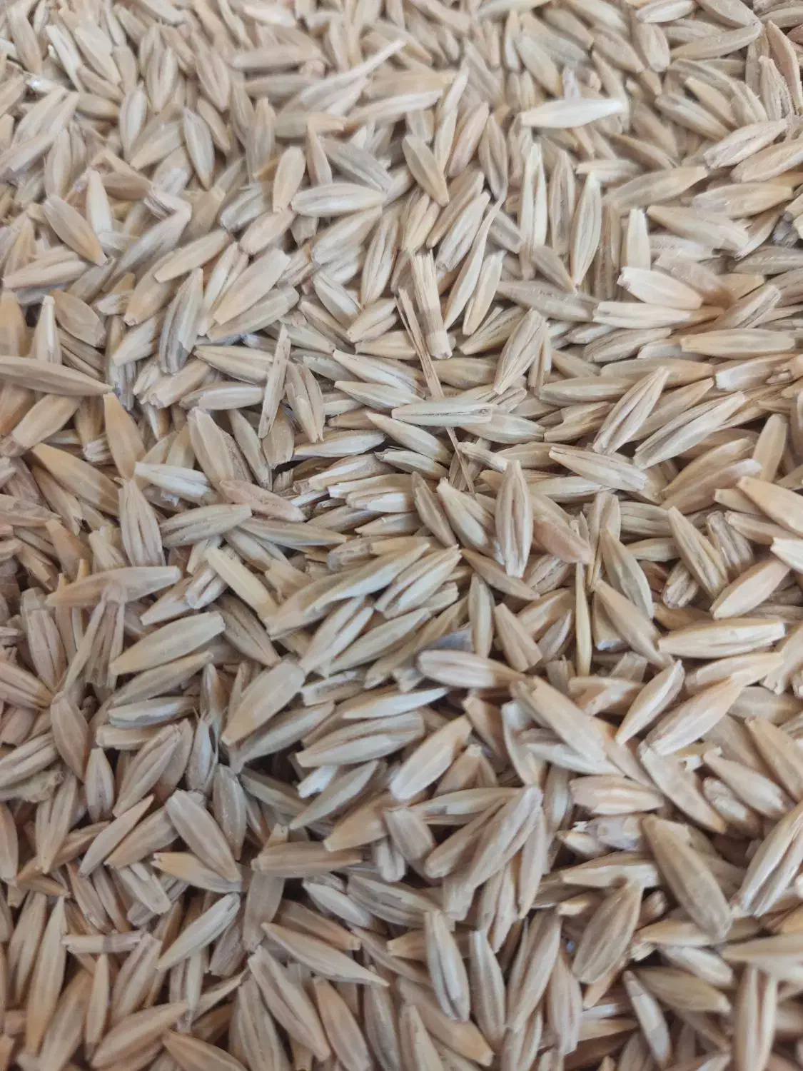 بذر گندم و جو آبی و دیمی بذر کامیلینا و یونجه وکاه|لوازم جانبی حیوانات|اراک, |دیوار