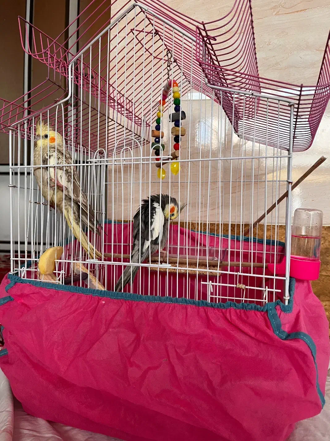 عروس هلندی مولد|پرنده|بندر انزلی, نیمه شعبان|دیوار