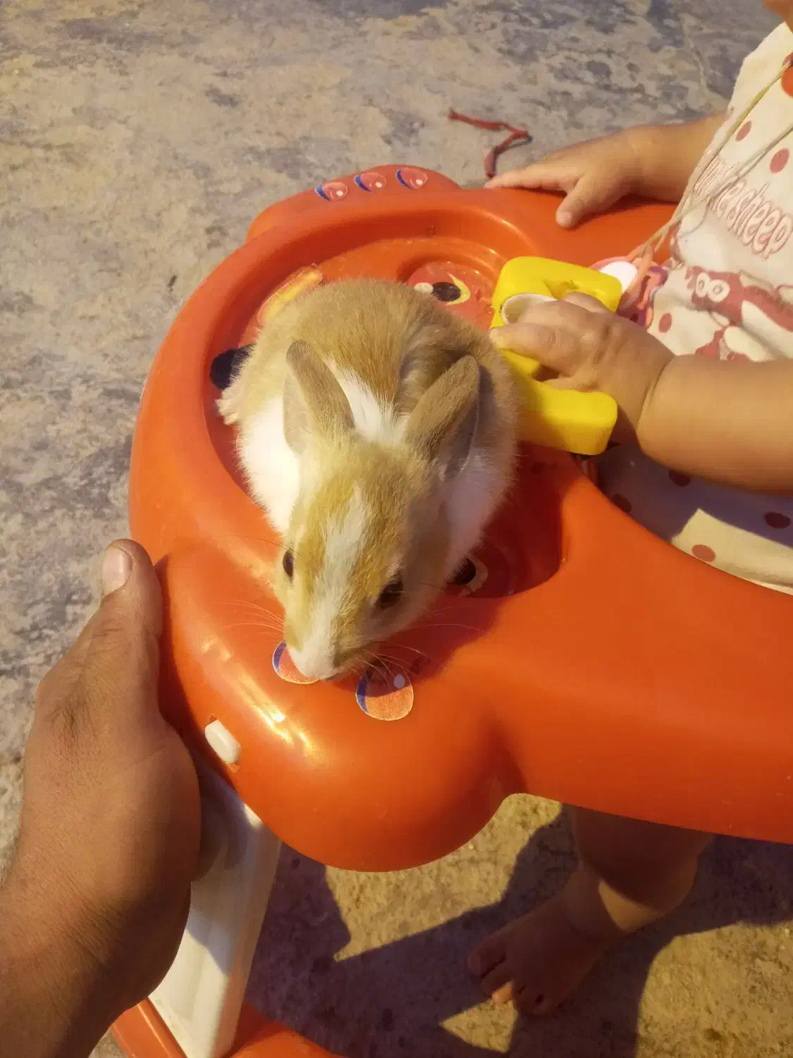 خرگوش نر|موش و خرگوش|بندر امام خمینی, |دیوار