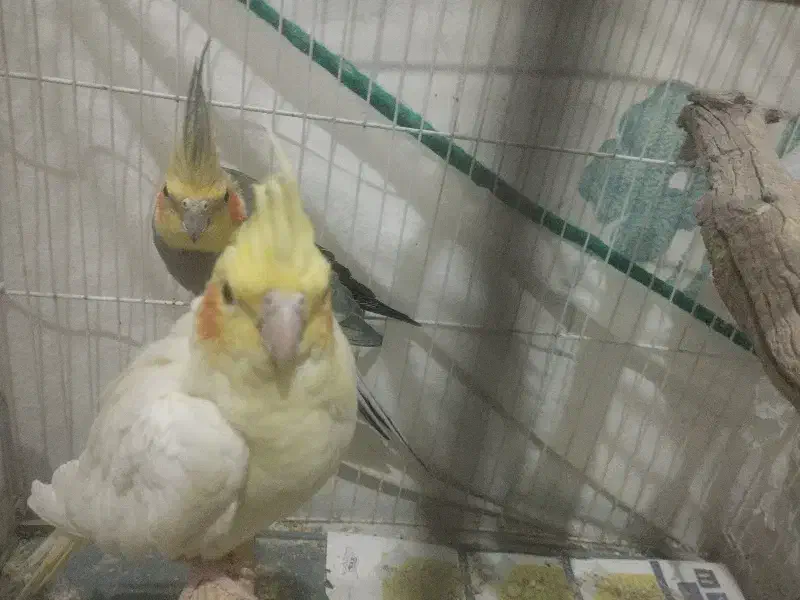 عروس هلندی|پرنده|محمدیه-قزوین, |دیوار