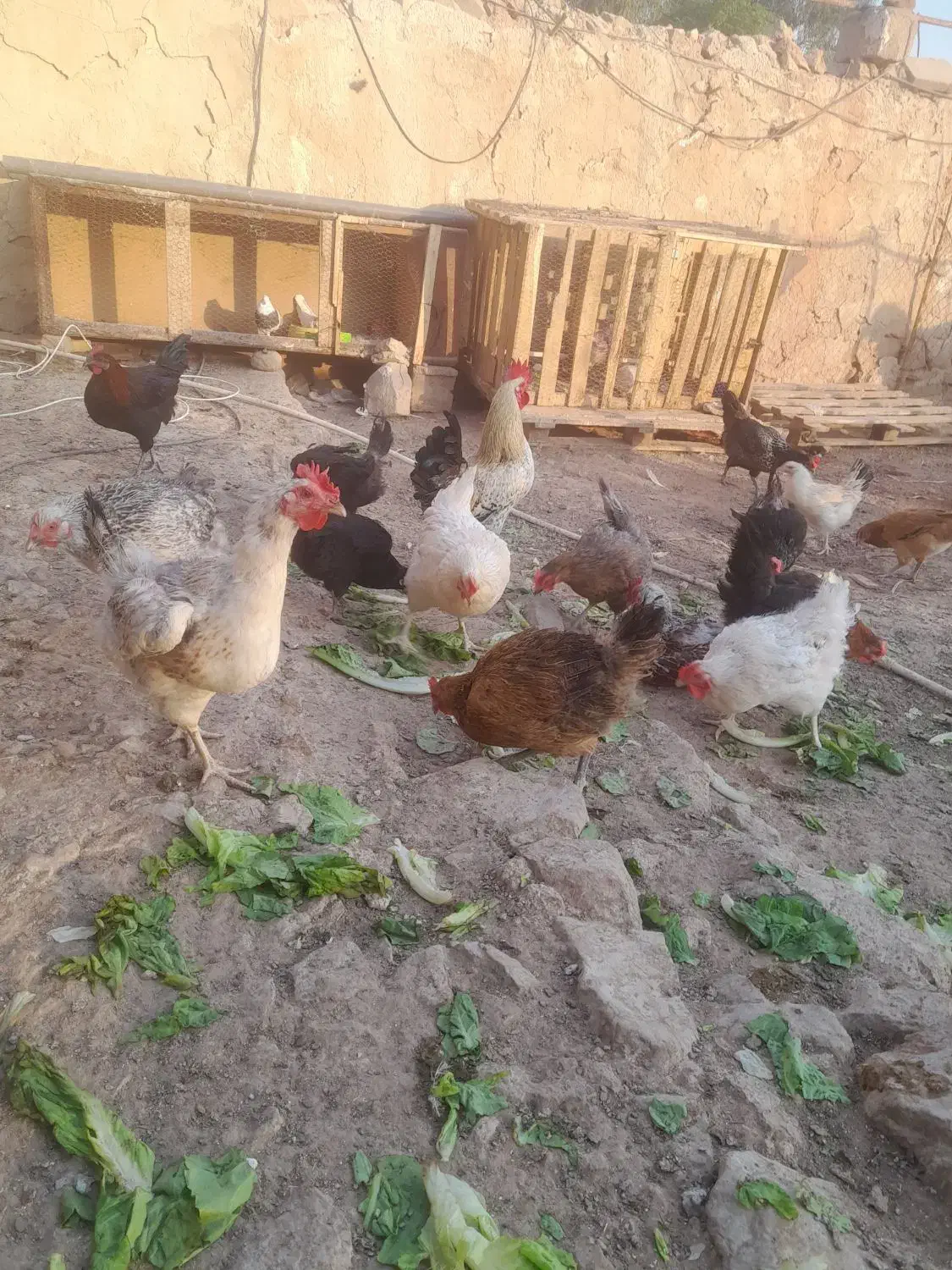 مرغ تخم گذار|حیوانات مزرعه|مسجد سلیمان, |دیوار