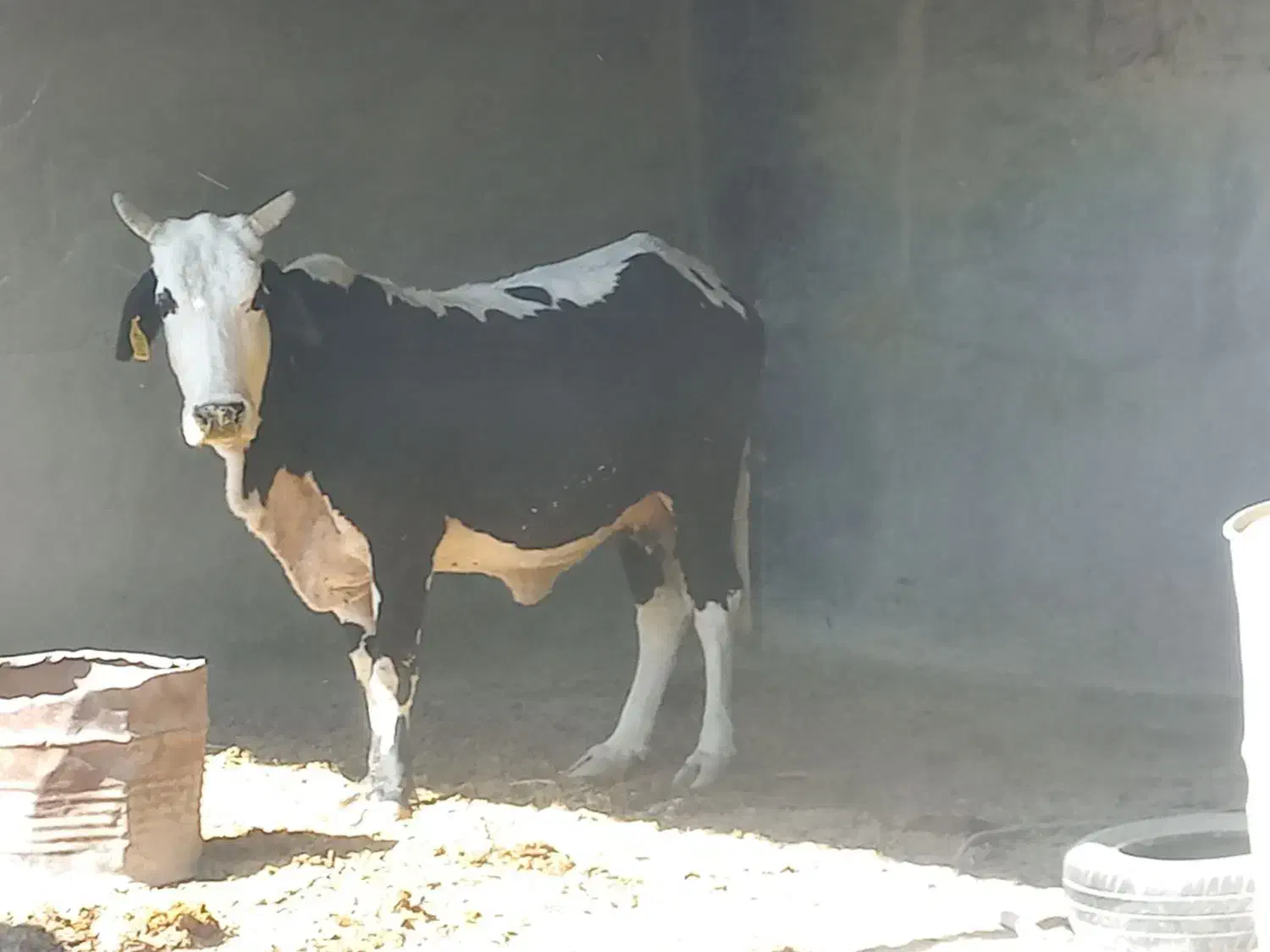 گاو سیستانی|حیوانات مزرعه|قرقری, |دیوار