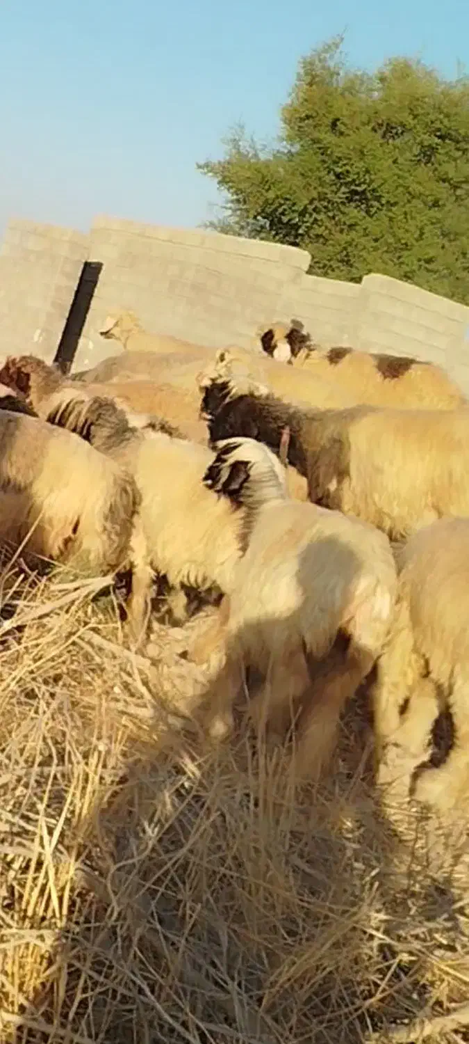 فروش چهل راس میش و شیک وکاوه لری وترکی|حیوانات مزرعه|ازنا, |دیوار