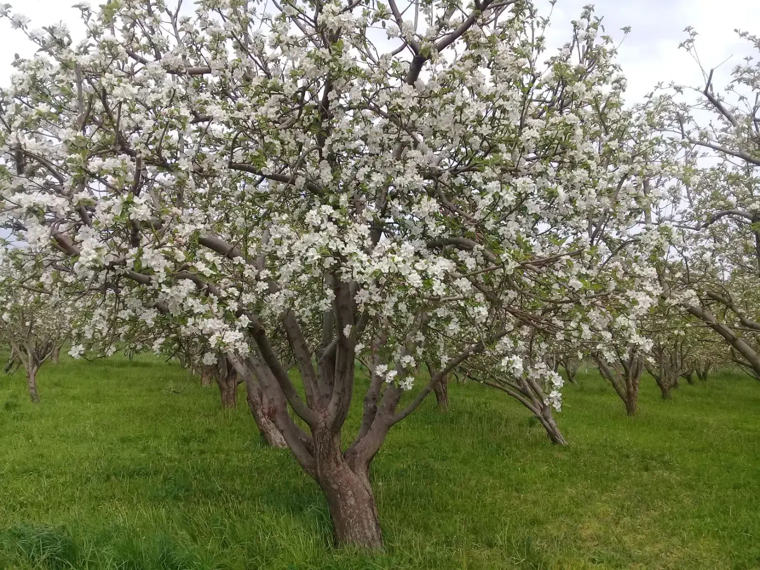 هرس درخت|خدمات باغبانی و درختکاری|بروجرد, |دیوار