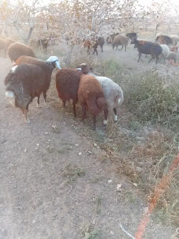 بره نر چاق|حیوانات مزرعه|امیرآباد, |دیوار