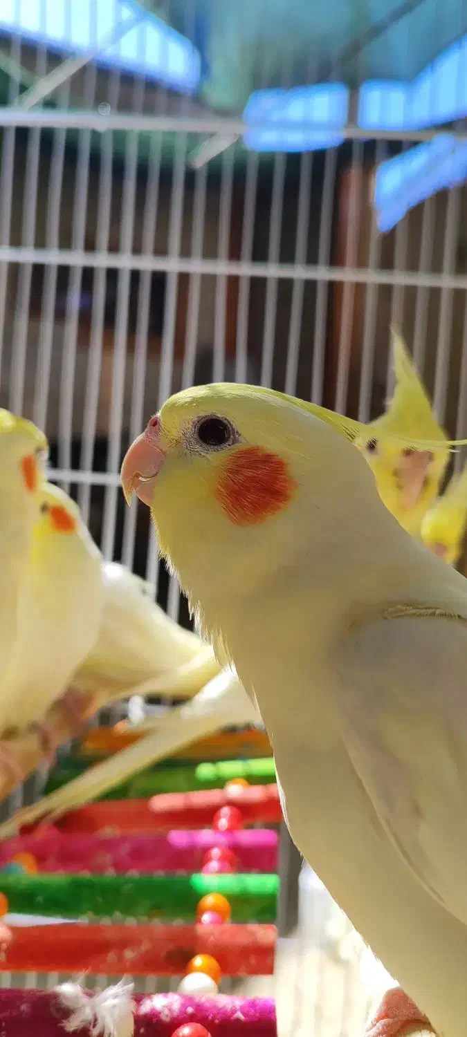 طوطی زیبا|پرنده|باوی, |دیوار