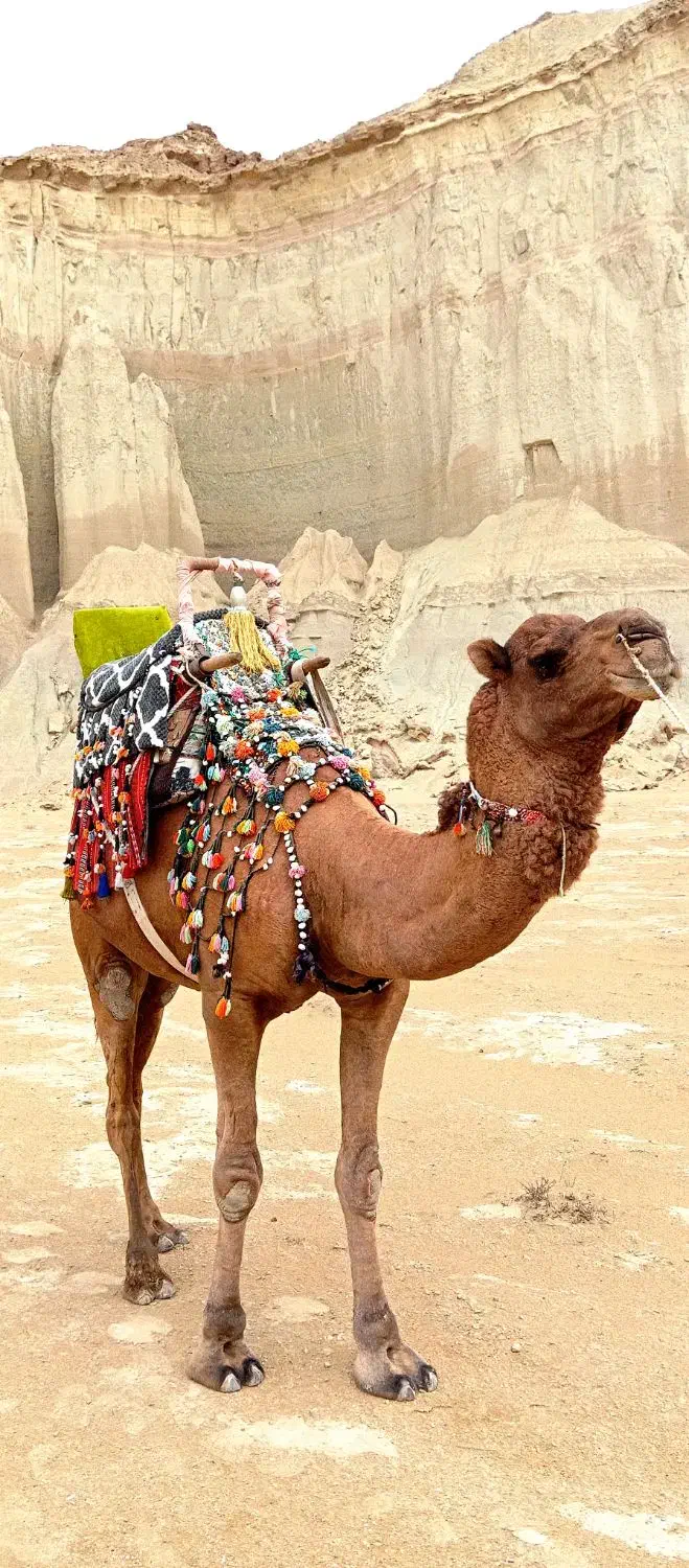 تور گشت جزیره قشم|تور و چارتر|قشم, |دیوار