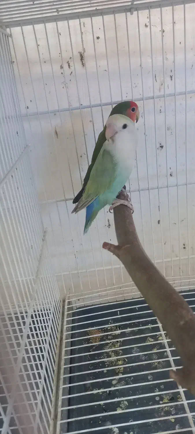 طوطی کوتوله مواد تضمینی|پرنده|ماهان, |دیوار