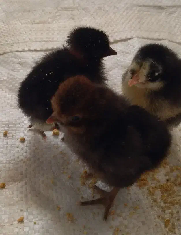 جوجه مرغ محلی|حیوانات مزرعه|یاسوج, |دیوار