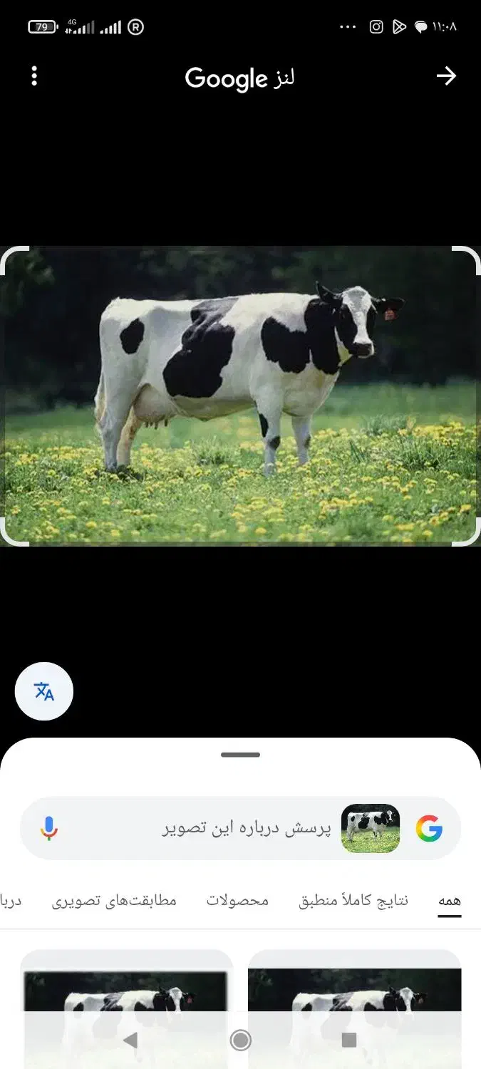 فروش شیر گاو|خوردنی و آشامیدنی|ارزوئیه, |دیوار