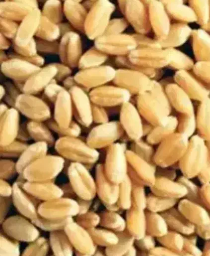 گندم پیشگام|خدمات باغبانی و درختکاری|الوند, |دیوار