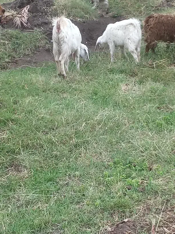 گوسفند گم شده|حیوانات|بم, |دیوار