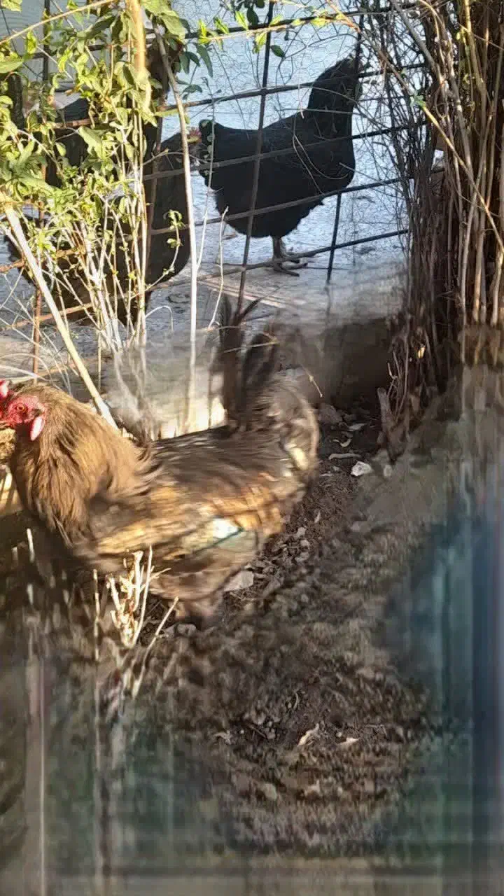 خروس محلی|حیوانات مزرعه|مسجد سلیمان, |دیوار