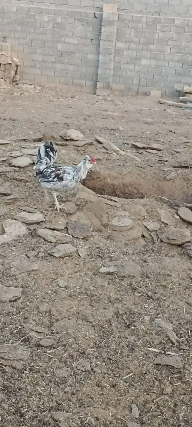 خروس گلین|حیوانات مزرعه|شهرضا, |دیوار