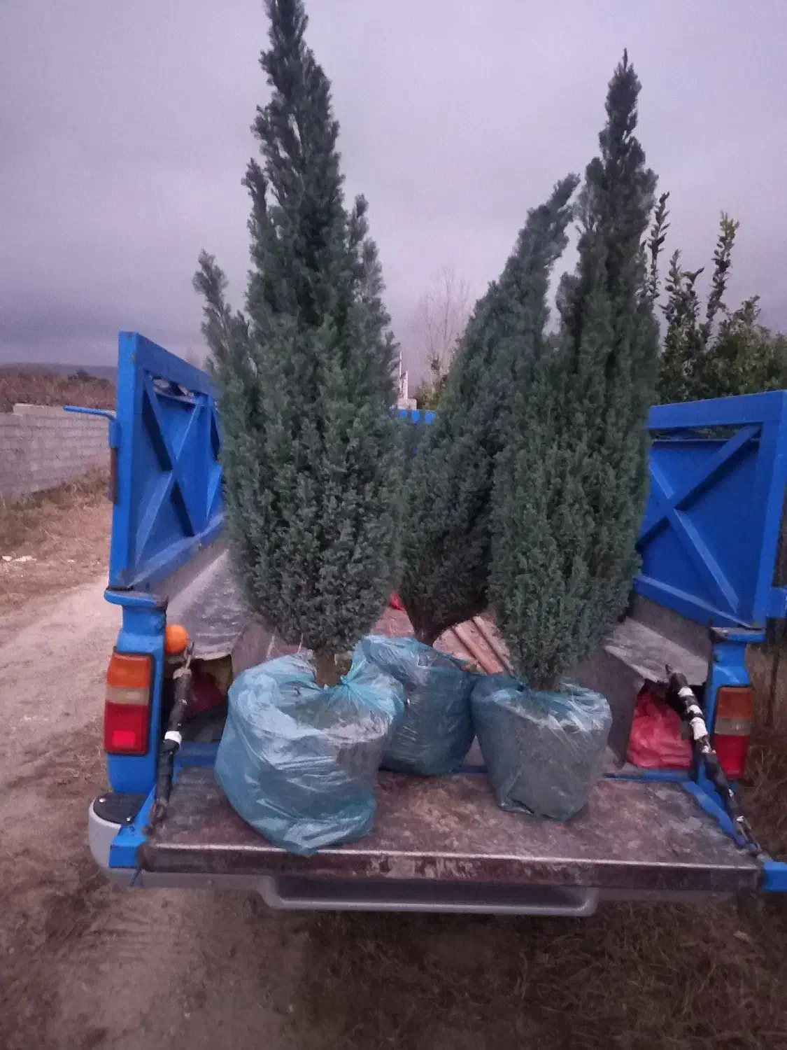 اریکا لوله‌ای|گل و گیاه طبیعی|شهرضا, |دیوار