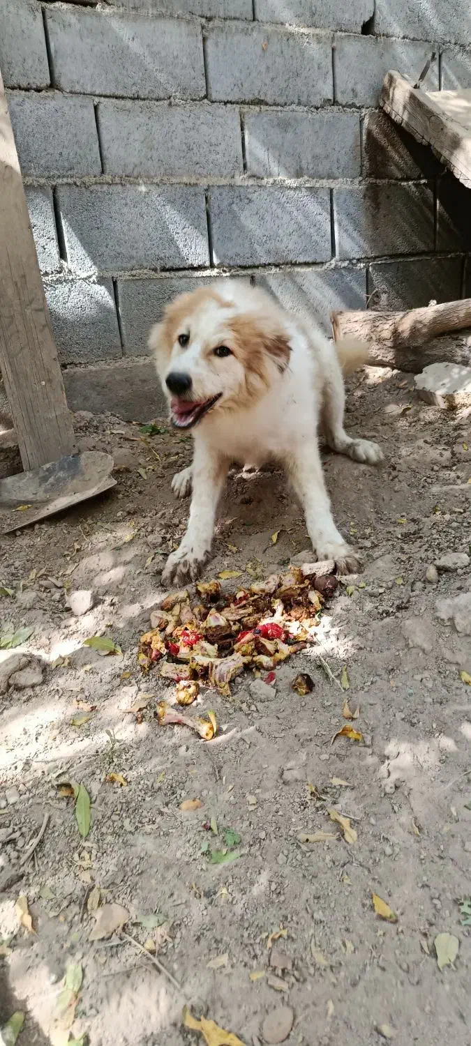 سگ دو رگه|سگ|تفت, |دیوار