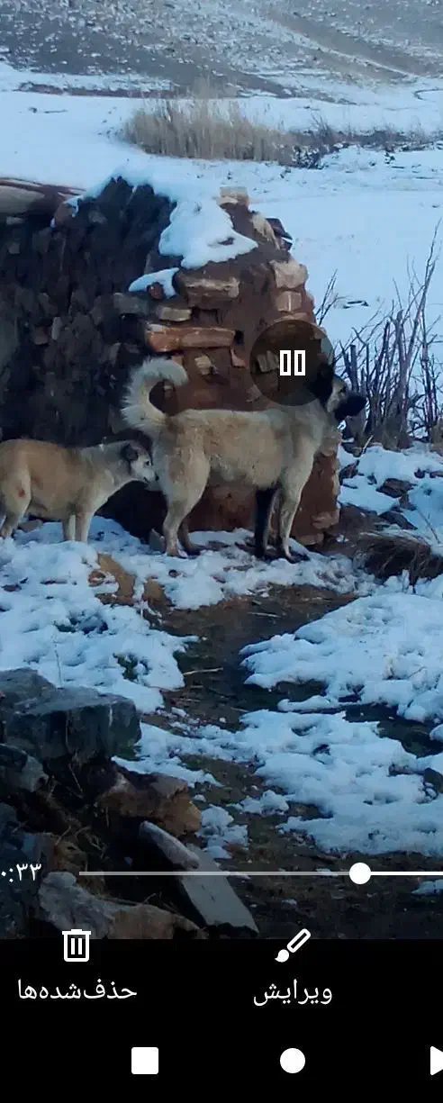 سگ گله ای|سگ|دهگلان, |دیوار