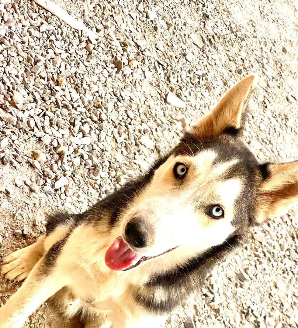 هاسکی نر|سگ|زاهدان, |دیوار