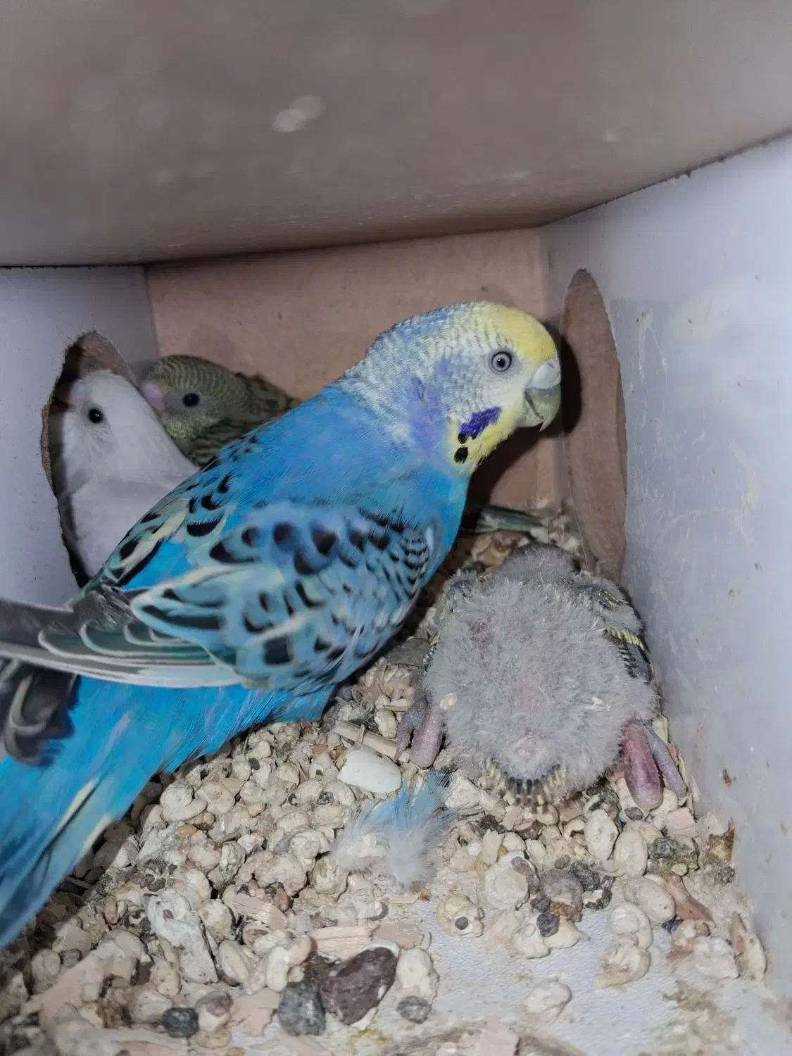 مرغ عشق روی جوجه|پرنده|سیرجان, |دیوار