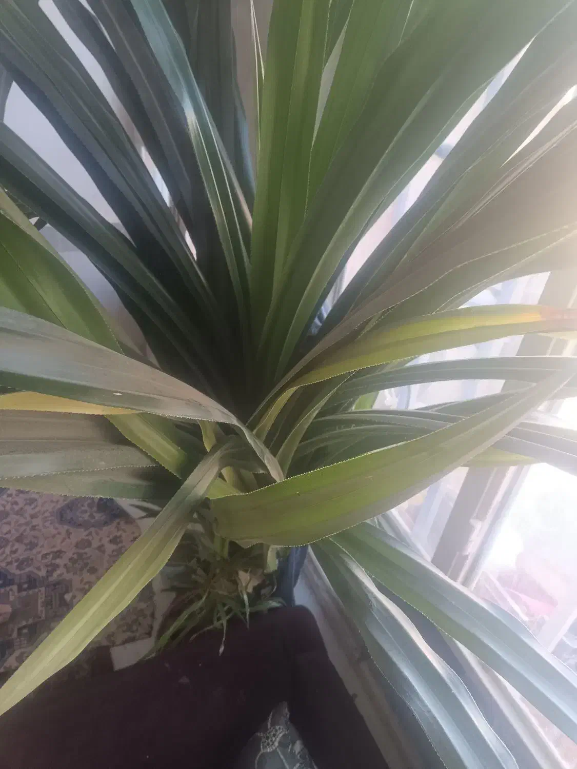 گل پاندانوس|گل و گیاه طبیعی|تربتحیدریه, سیلوی گندم|دیوار