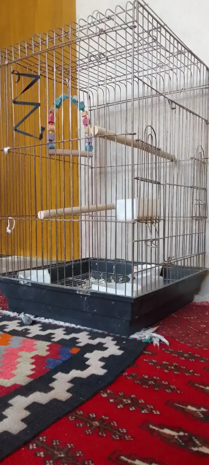 قفس پرنده سایز بزرگ کاسکو و طوطی|لوازم جانبی حیوانات|سمنان, |دیوار
