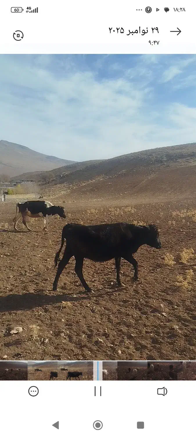 گاو دورگ|حیوانات مزرعه|بیرانوند, |دیوار