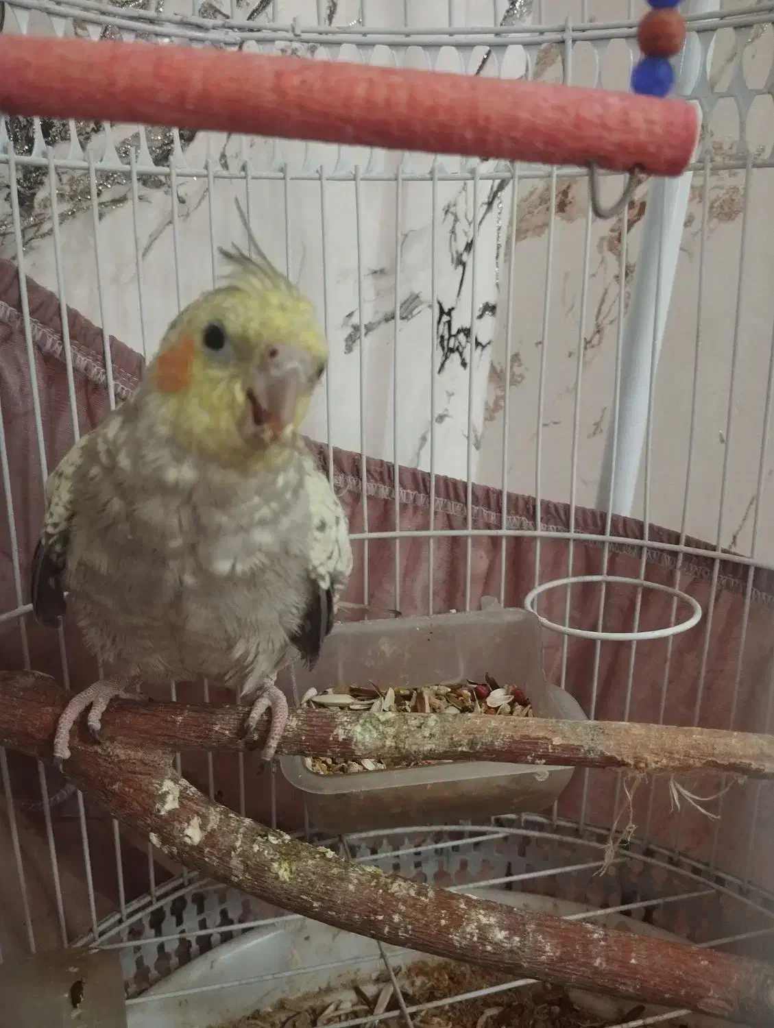 طوطی عروس|پرنده|تهران, دولاب|دیوار