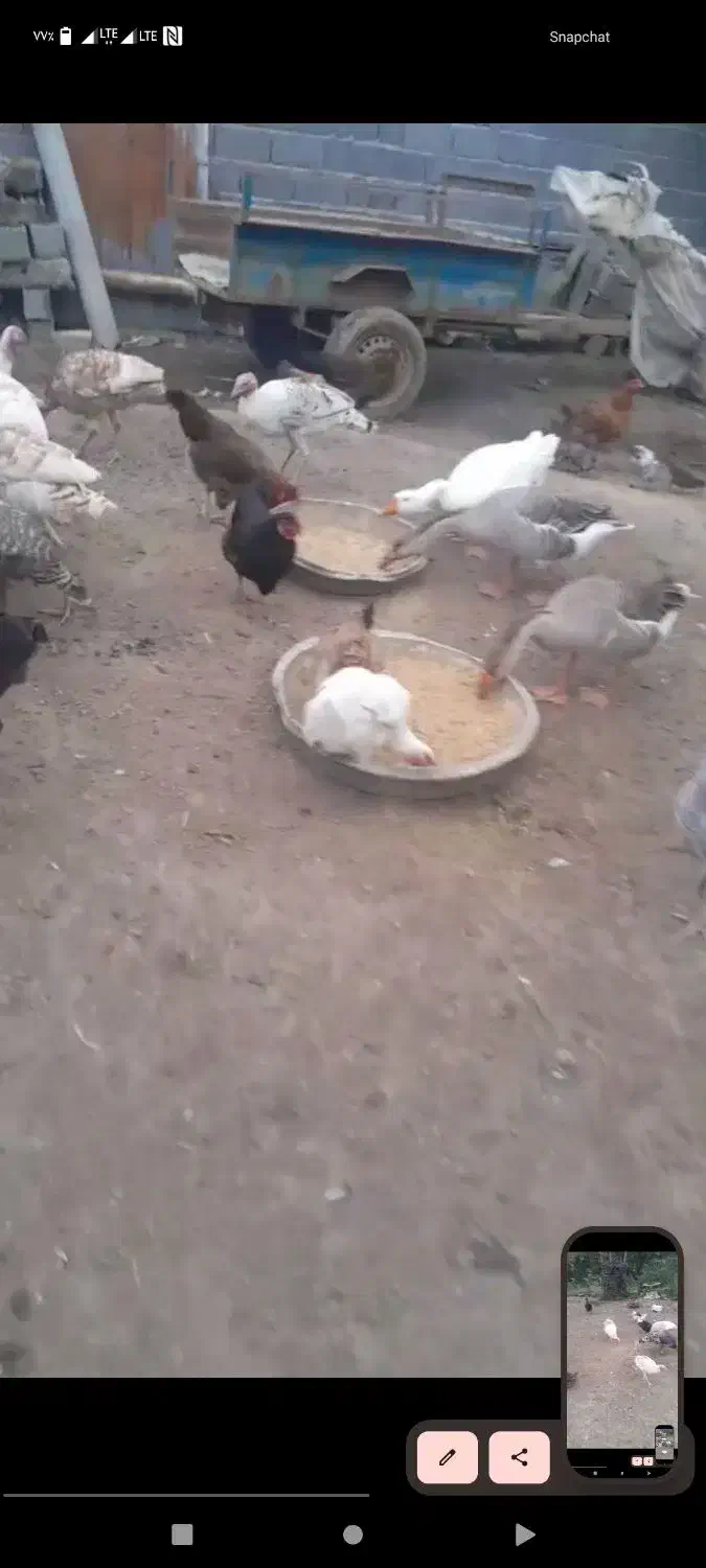 بوقلمون و غاز|حیوانات مزرعه|سیاهکل, |دیوار