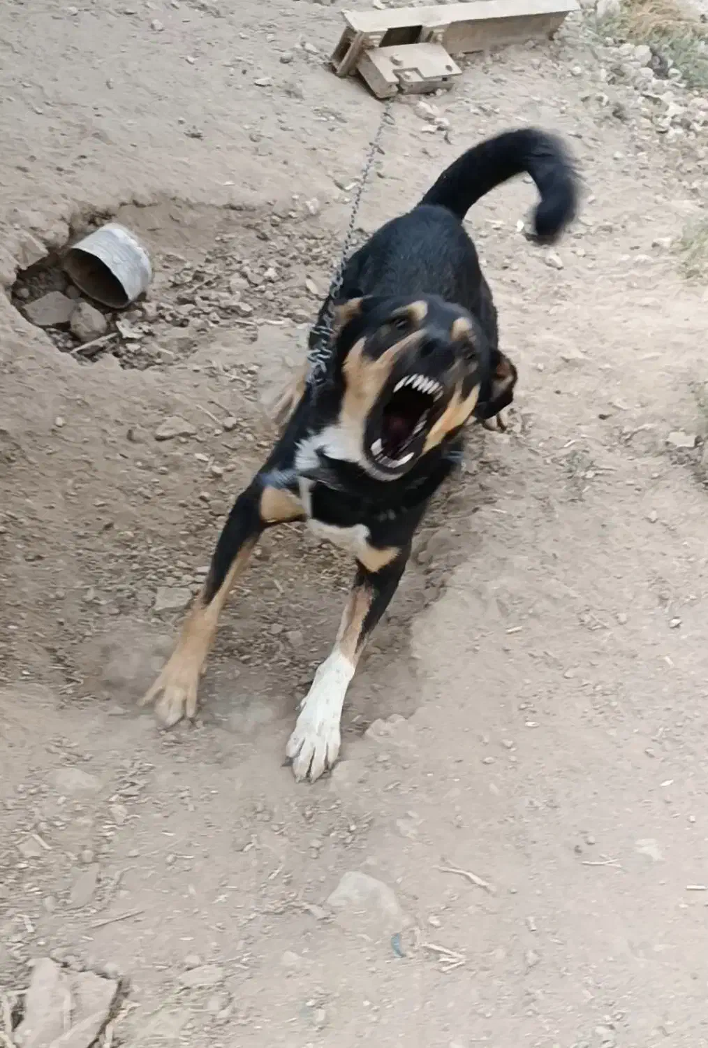 واگذاری سگ|سگ|شیراز, بید زرد|دیوار