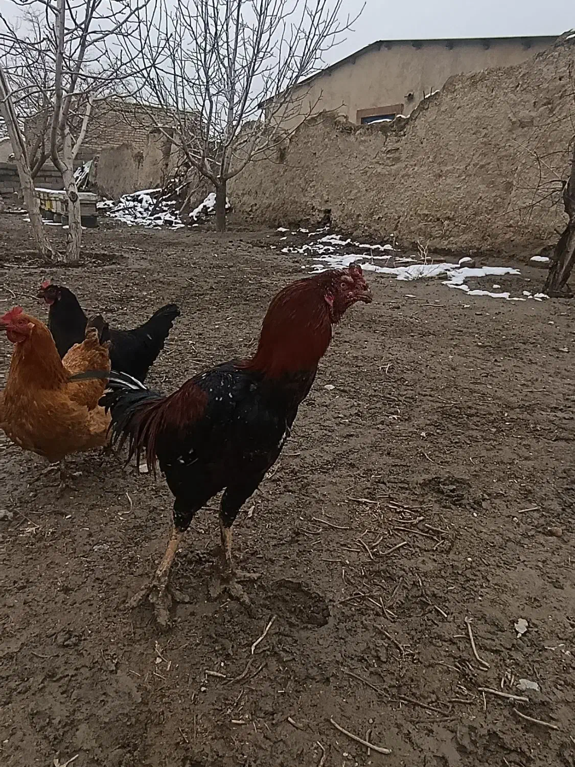 یک عدد خروس لاری اصیل|حیوانات مزرعه|چناران, |دیوار