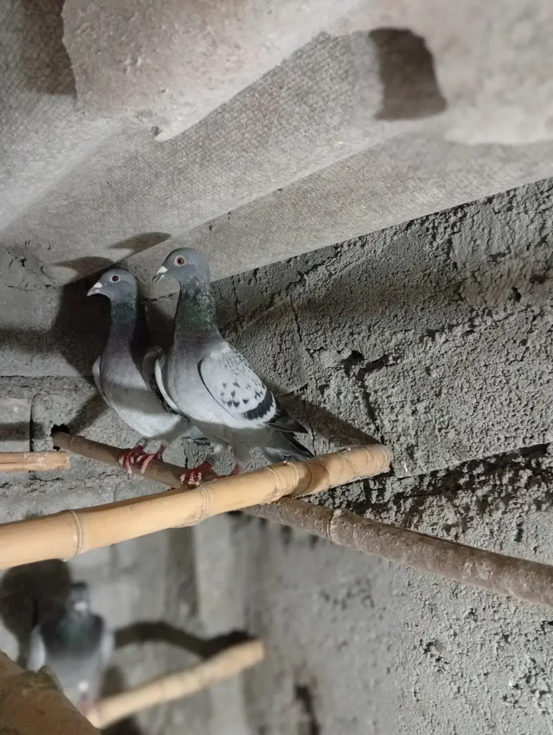 دوعددپرنده مسافتی|پرنده|چالوس, |دیوار