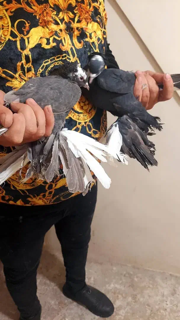 فیلی اغگورغ|پرنده|تبریز, |دیوار