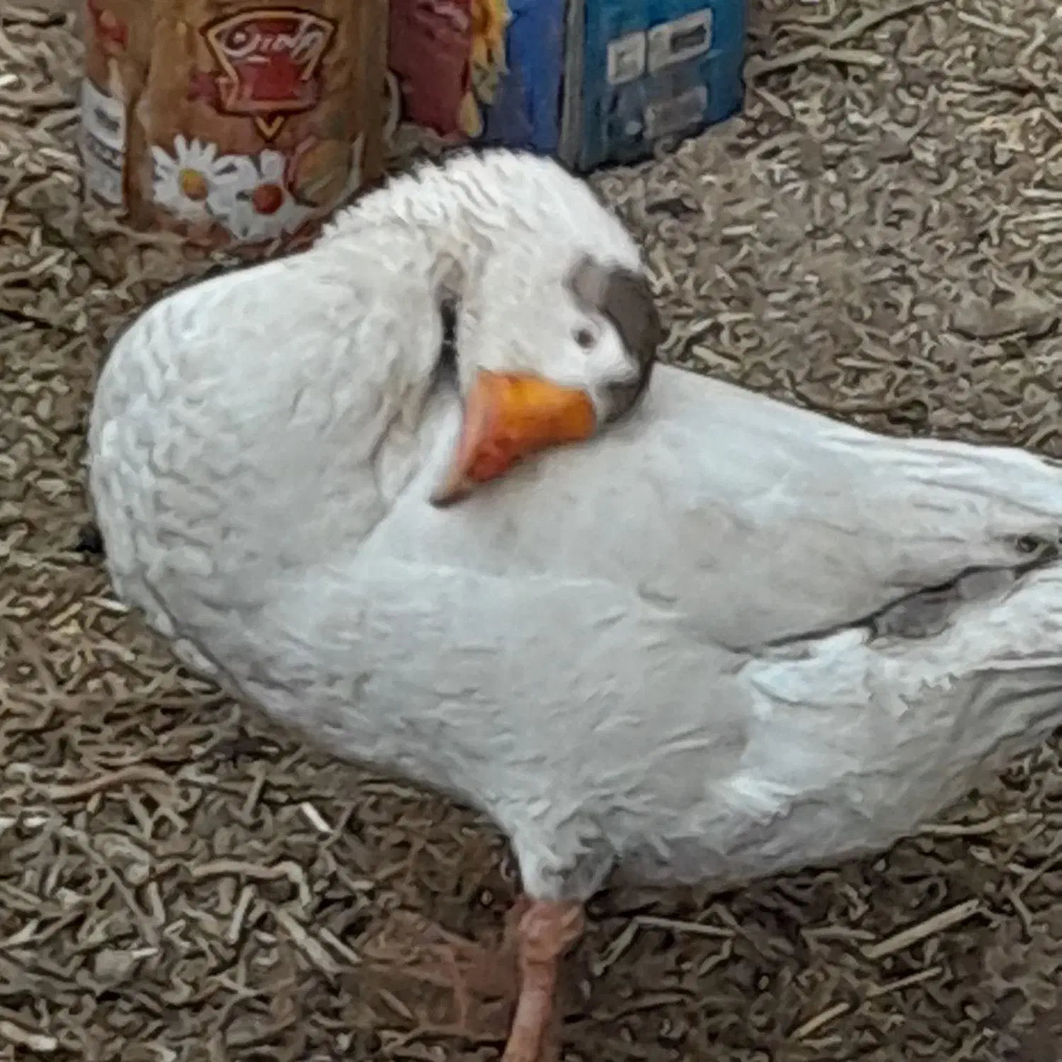 غاز ۸ ماه|پرنده|جغتای, |دیوار