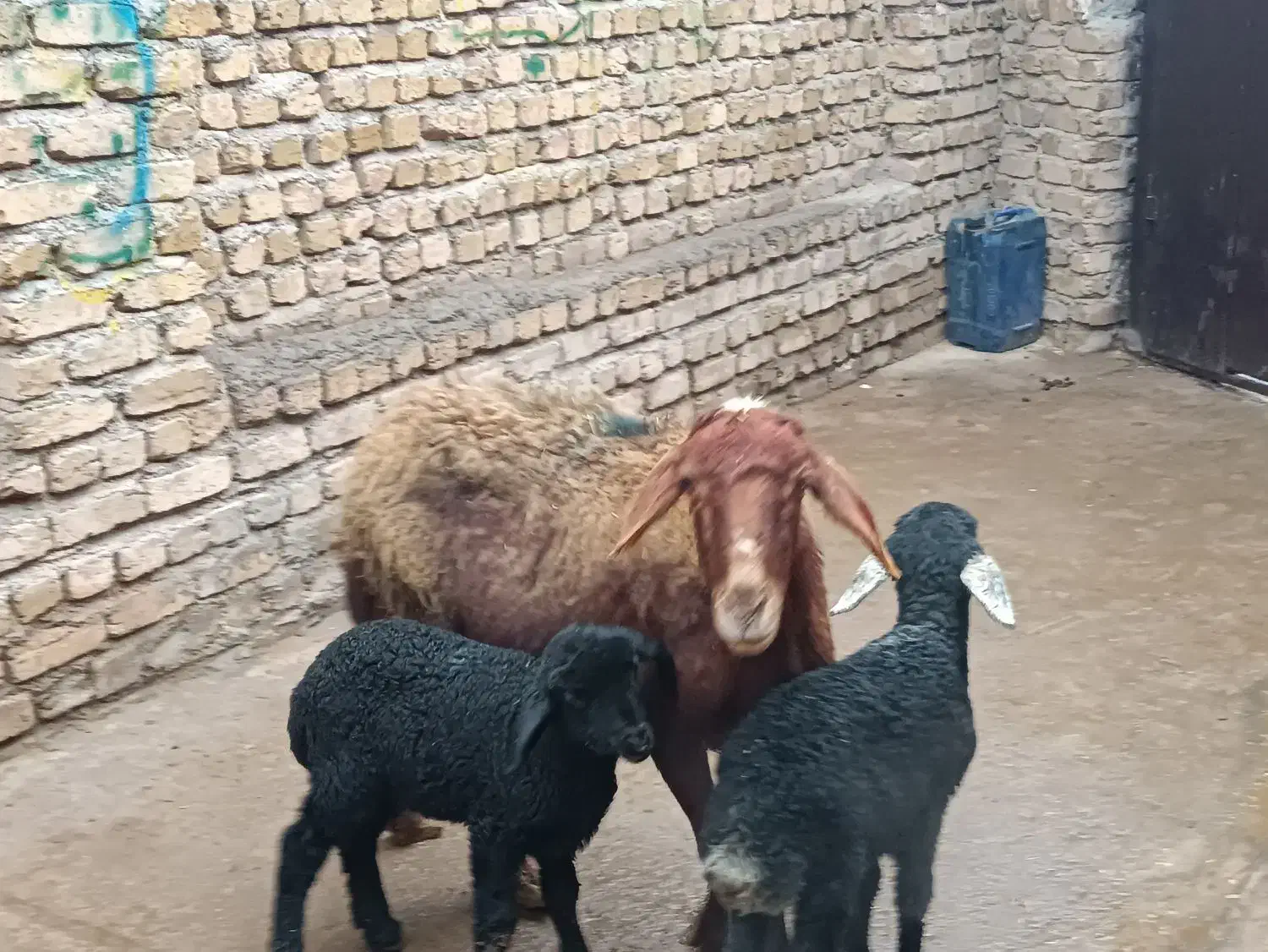 گوسفنددوقولوزا|حیوانات مزرعه|قزوین, |دیوار
