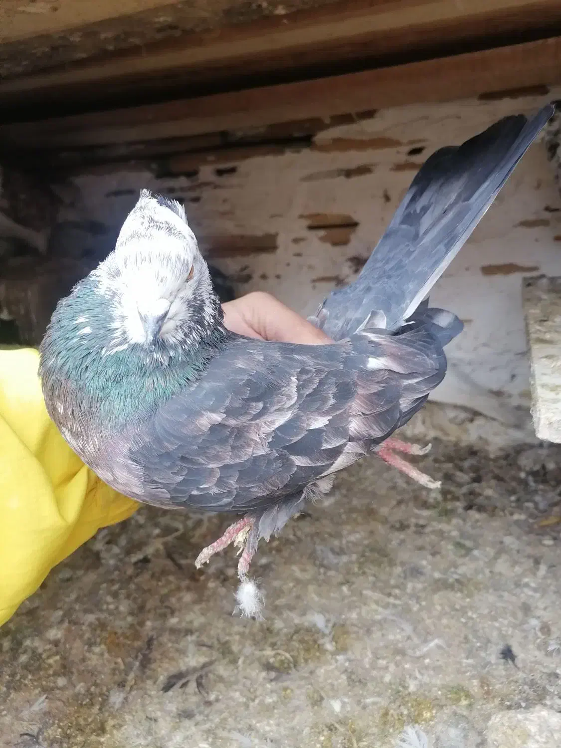 کبوتر پرشی|پرنده|فاضل آباد, |دیوار