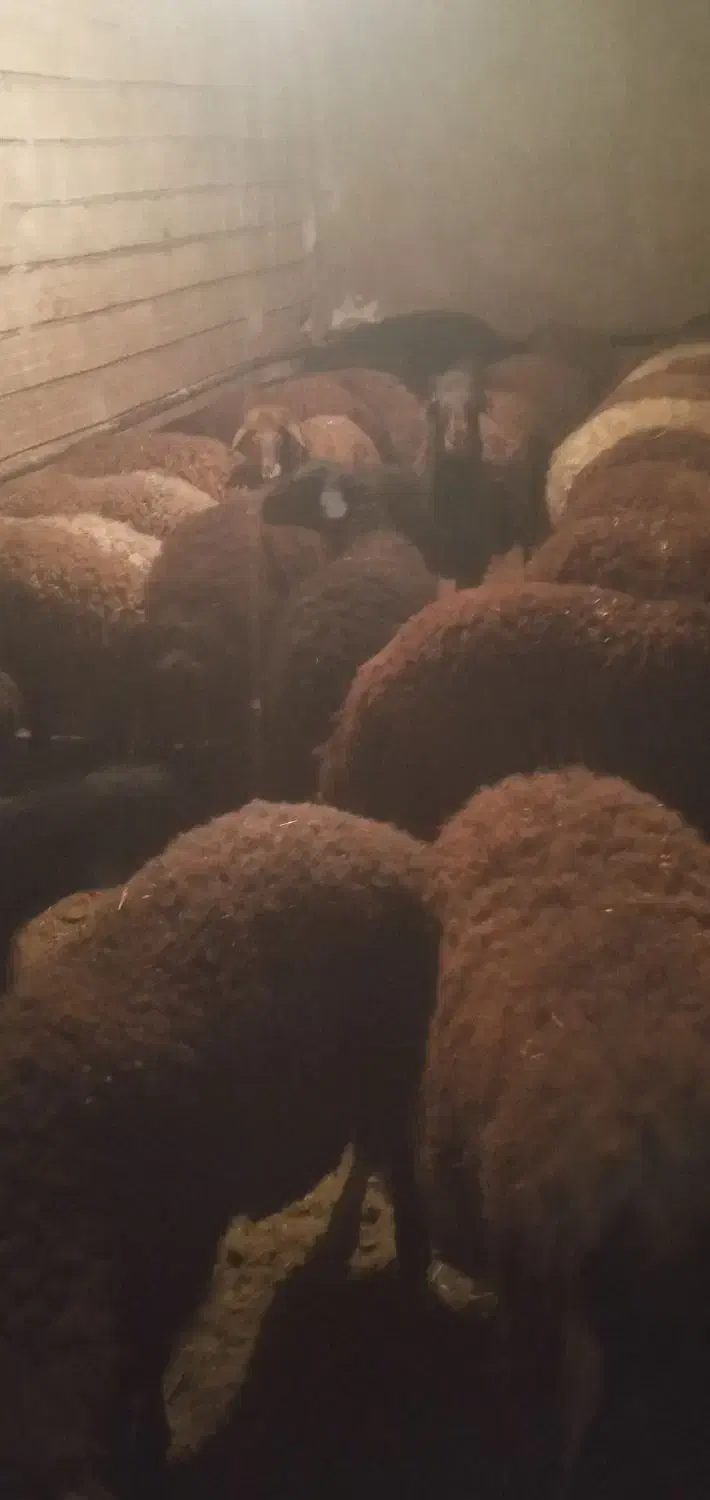 بره نر چاق|حیوانات مزرعه|مهربان, |دیوار