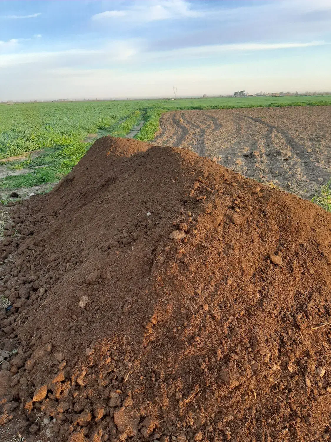 کودگاوی|خدمات باغبانی و درختکاری|گرگان, |دیوار