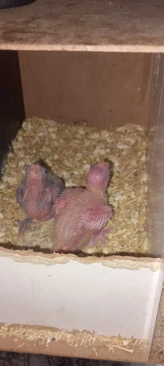 عروس هلندی|پرنده|مشهد, شهرک شهید باهنر|دیوار