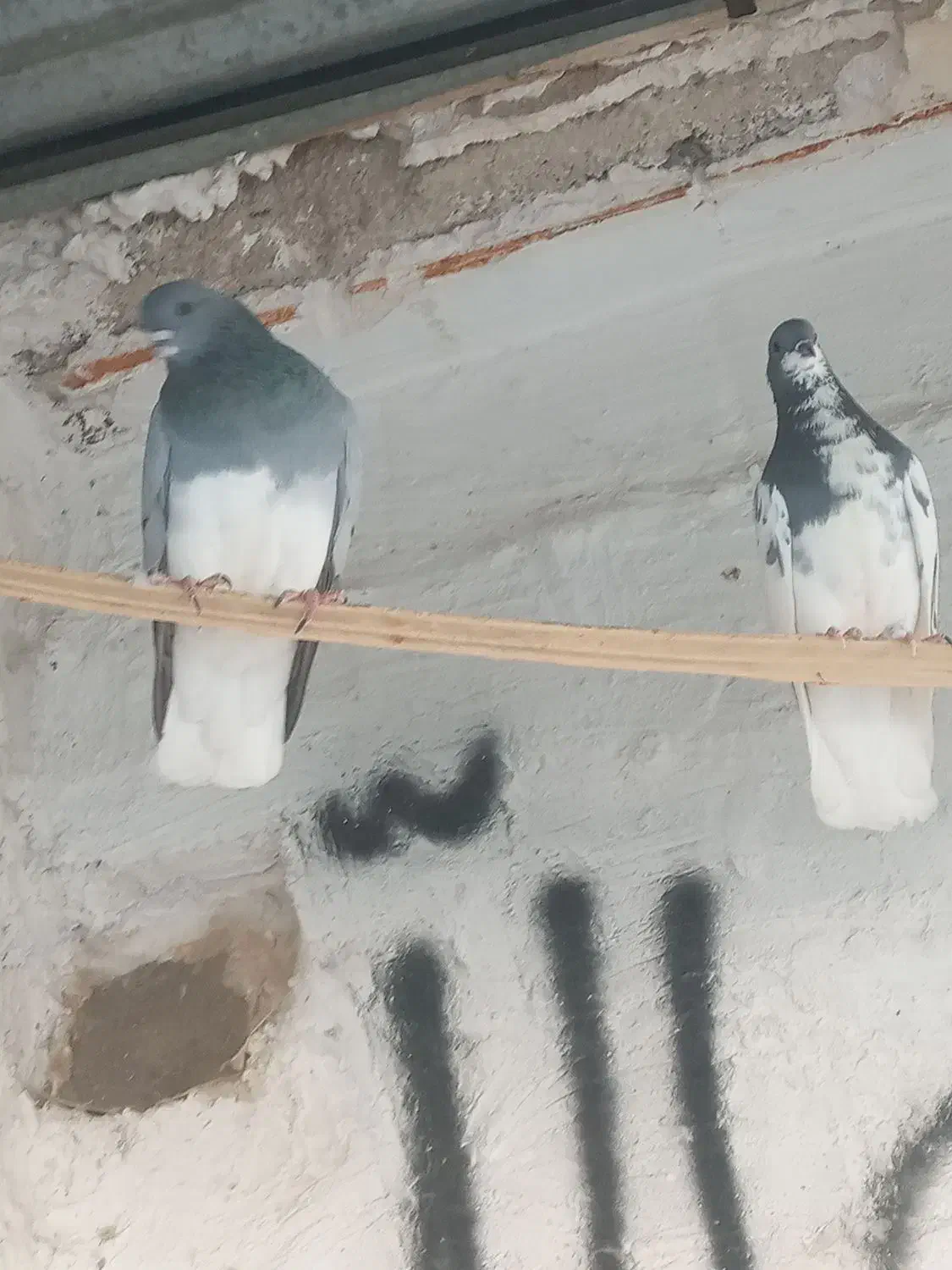 کفتر شهری سبز|پرنده|خشت, |دیوار