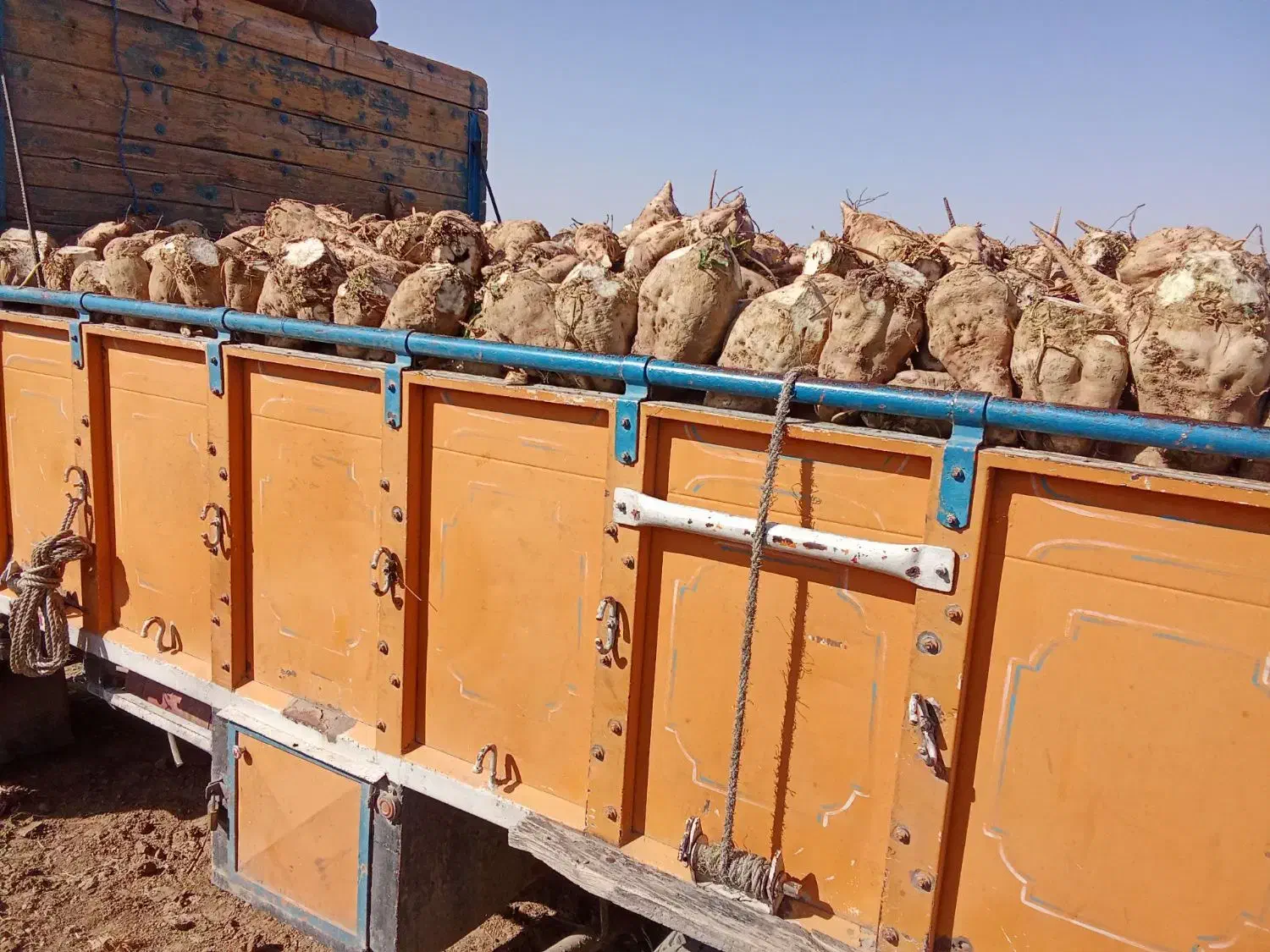 چغندر قند درجه یک،کاه و پرس،تحویل درب دامداری|خدمات باغبانی و درختکاری|سبزوار, ابارش|دیوار