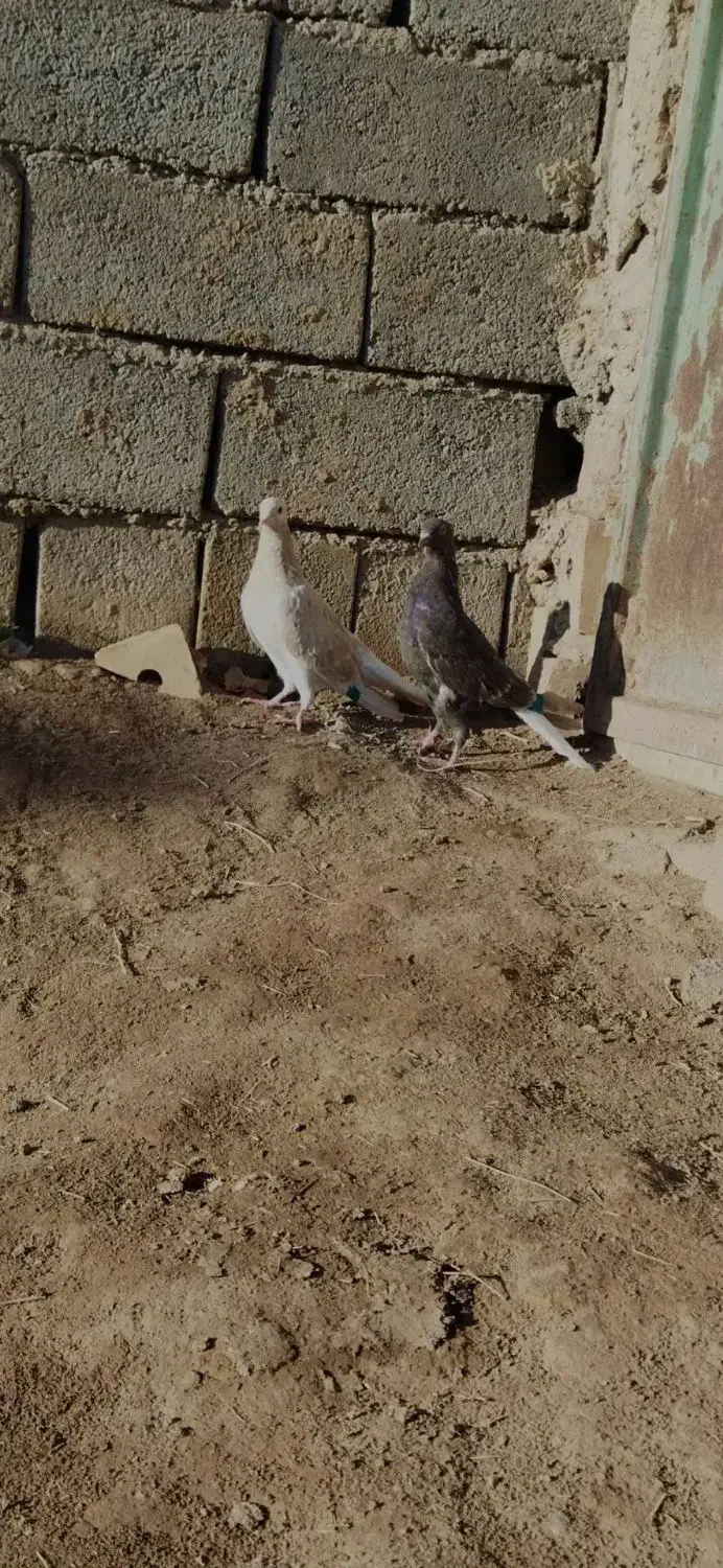 جفت نر ماده دمسفید عطیقه|پرنده|مشهد, کوی سیدی|دیوار