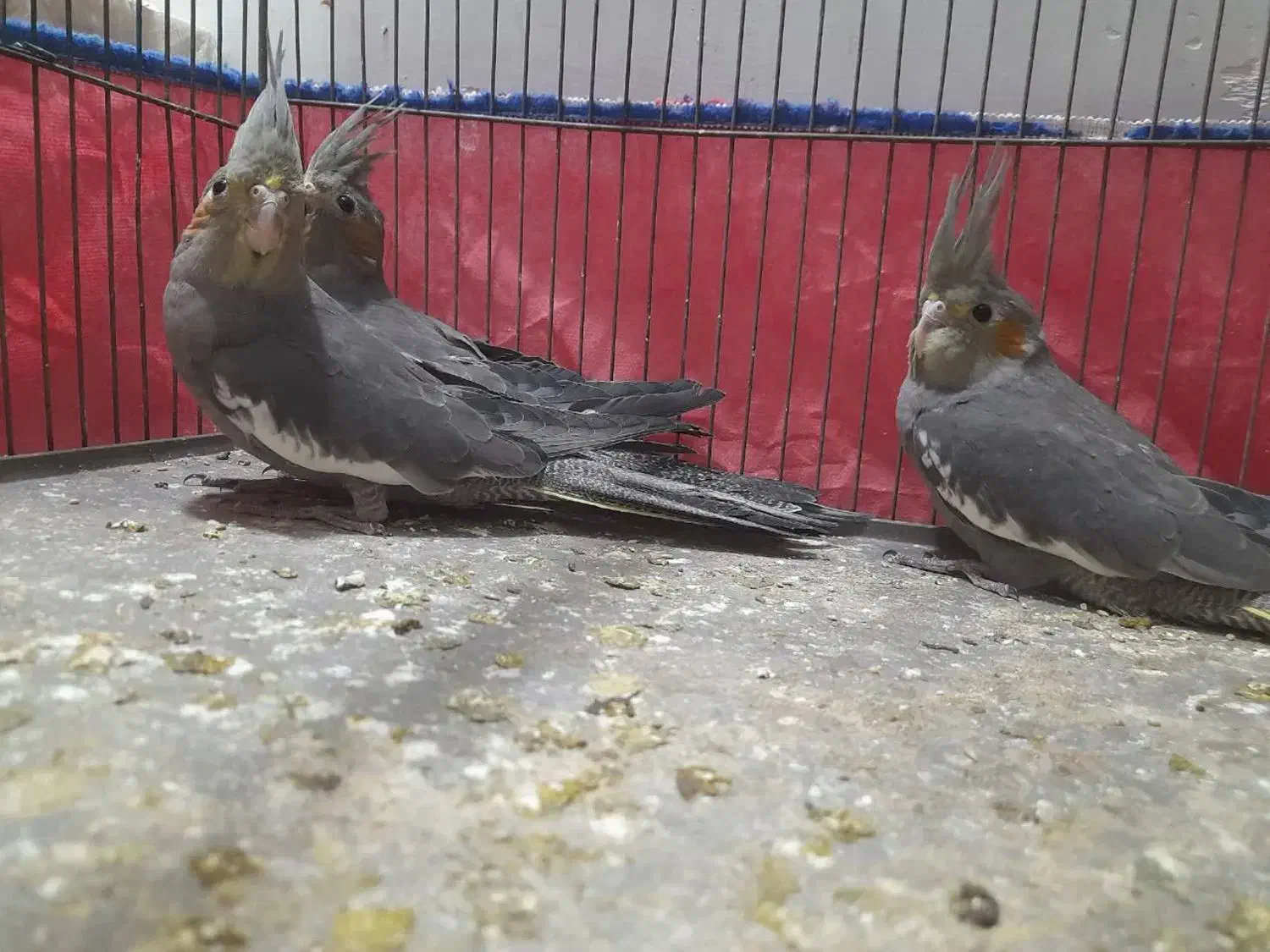 عروس|پرنده|قم, شهر قائم|دیوار