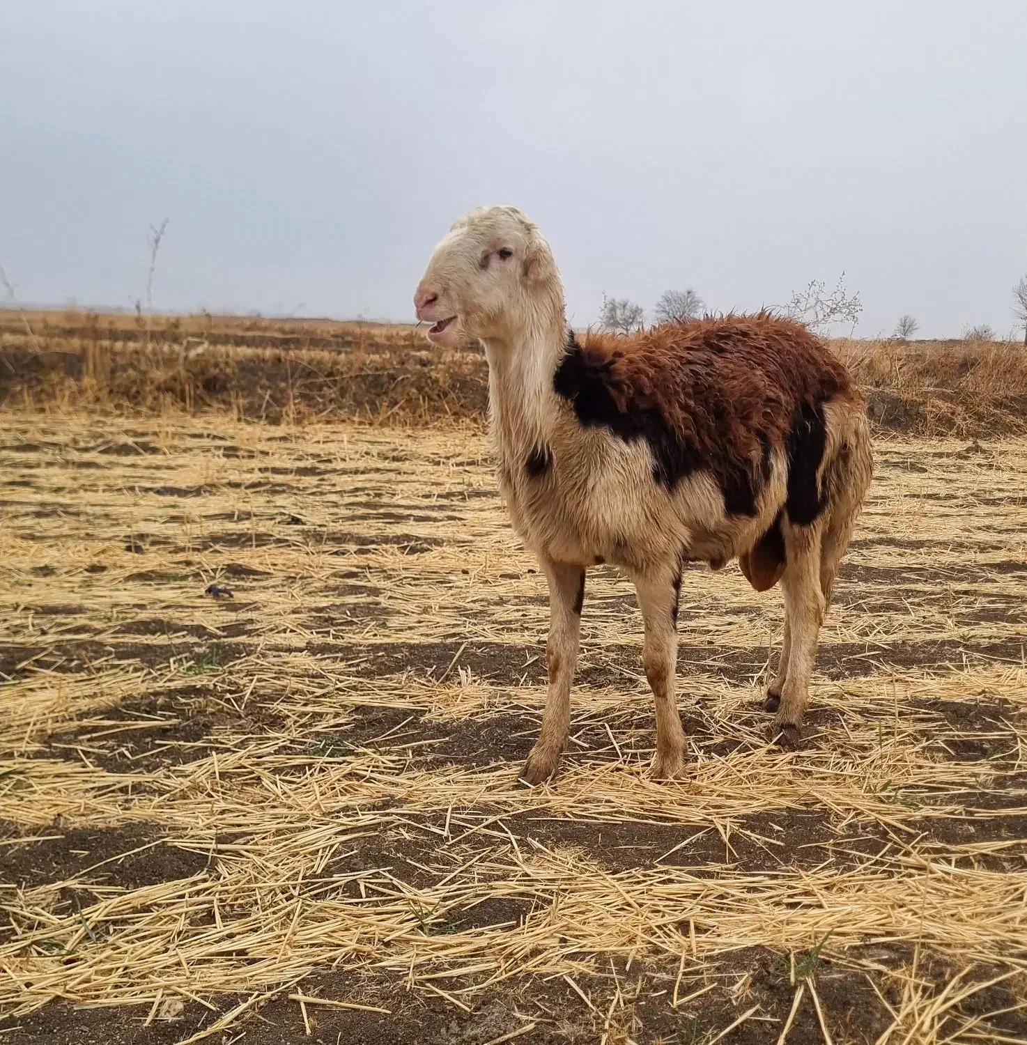 بره قوچ پلنگی|حیوانات مزرعه|سیلاخور, |دیوار