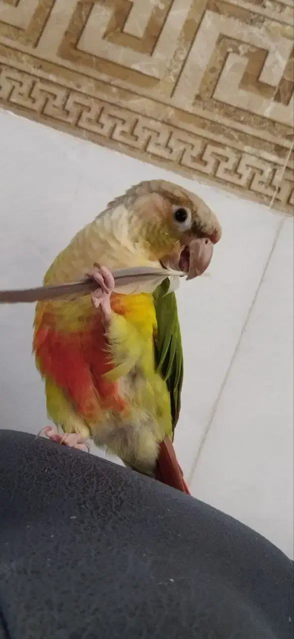 گمشده طوطی گیرینچیک|حیوانات|اراک, |دیوار