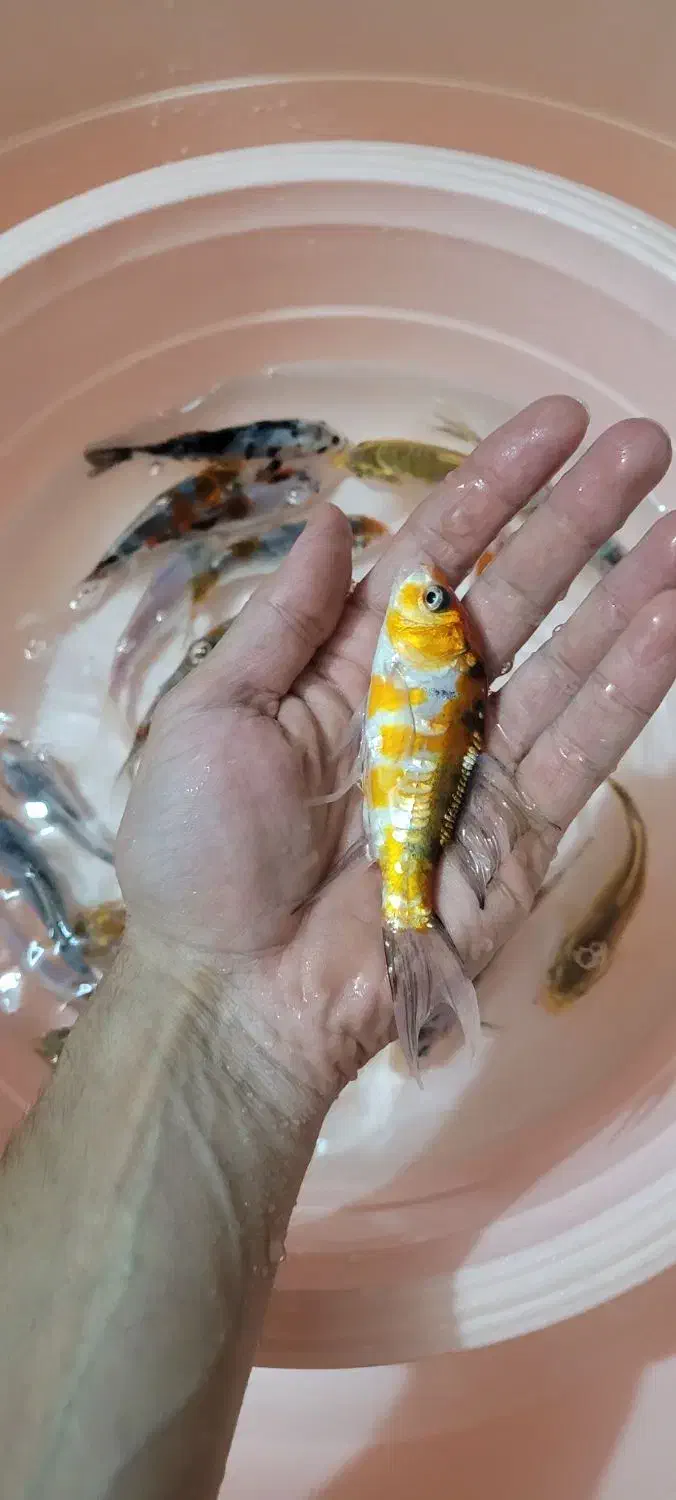 ماهی کوی|ماهی|لاهیجان, حاجی آباد|دیوار