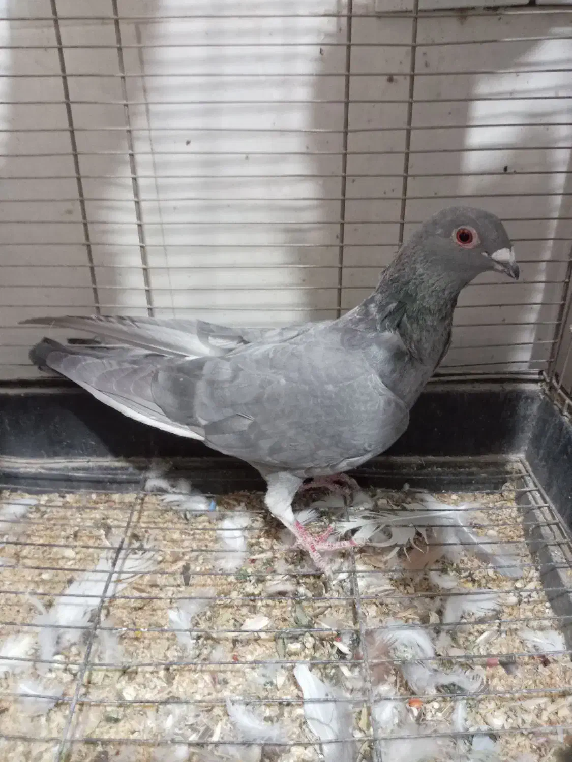 کفتر پرشی|پرنده|سبزوار, قلعهنو دهزار|دیوار